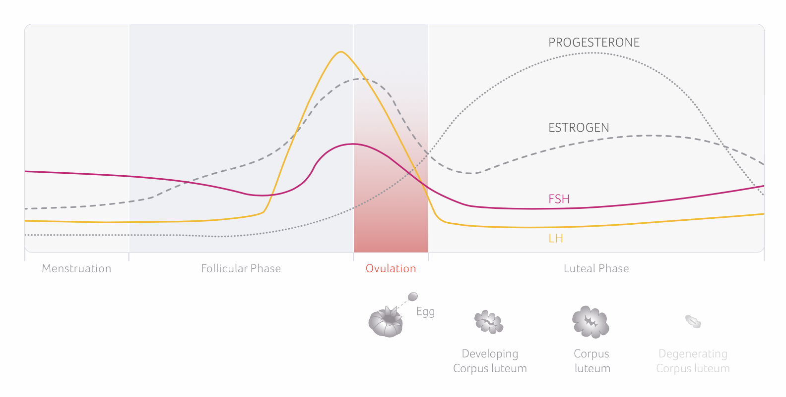 Gedurende de 4 fasen van je cyclus heb je een andere hormonale balans. Oestrogeen, progesteron, FSH, LH, ovulatie, 